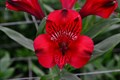 Альстромерия-Alstroemeria-Romance-70cm-PA 5a4beac9-91de-11ef-0a80-04d8001b0280