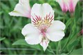 Альстромерия-Alstroemeria-Whistler-70cm-PA 5a4e9955-91de-11ef-0a80-04d8001b0283