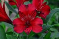 Альстромерия-Alstroemeria-Nadya-70cm-PA 5a517da1-91de-11ef-0a80-04d8001b0286