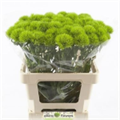 Гвоздика ст-Dianthus st-Barb Kiwi Mellow-59cm 5a52b5cc-c888-11ed-0a80-11890004b12d