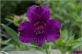Альстромерия-Alstroemeria-Amatista-70cm-PA 5a590e0d-91de-11ef-0a80-04d8001b0289