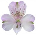 Альстромерия-Alstroemeria-Pacific-70cm-PA 5a5ba6de-91de-11ef-0a80-04d8001b028c