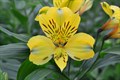 Альстромерия-Alstroemeria-Voyager-70cm-PA 5a5f06f2-91de-11ef-0a80-04d8001b028f