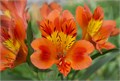 Альстромерия-Alstroemeria-Orange Queen-70cm-PA 5a6185db-91de-11ef-0a80-04d8001b0292