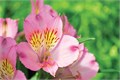 Альстромерия-Alstroemeria-Dubai-70cm-PA 5a64030e-91de-11ef-0a80-04d8001b0295