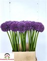 Аллиум-Allium-Pinball Wizar-100cm 5a770fde-2eea-11ef-0a80-103c00190d00