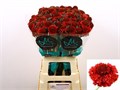 Скабиоза-Scabiosa-Dark Cherry Scoob Extra-70cm 5a82cc15-c888-11ed-0a80-11890004b139