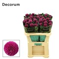 Хризантема одн-Chrysant Gr-Roxo-70cm-90gr 5a8953b6-2eea-11ef-0a80-103c00190d03