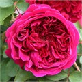 Роза-Rosa-Shakespear-50cm-CN 5a8f93db-e691-11ee-0a80-15c50009807f