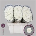 Хризантема сант-Chrysant sant-Baykal-55cm--130gr 5a958e48-1d4b-11ed-0a80-024a000bd9de