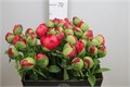 Пион-Paeonia-Command Performance-55cm 09e61b0e-99a8-11ed-0a80-0071003ad7bb