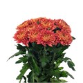 Хризантема одн-Chrysant Gr-Tusca-70cm-100gr 5a963fda-666a-11ee-0a80-038d007aadbe