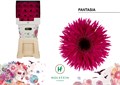 Гербера-Gerbera-Gr Gersp Diamond Fantasia-50cm 5aa5da28-2eea-11ef-0a80-103c00190d06