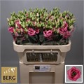 Лизиантус G-Lisianthus G-Rosi Hot Pink-72cm 5ab13423-666a-11ee-0a80-038d007aadc8