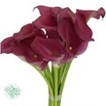 Калла-Zantedechia-Rose Art-50cm 5addeba5-2eea-11ef-0a80-103c00190d12