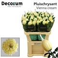 Хризантема одн-Chrysant Gr-Vienna Cream-72cm-110gr 5ae617f3-666a-11ee-0a80-038d007aaddb