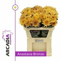 Хризантема одн-Chrysant Gr-Anast Bronze-70cm-75gr 5afabc5a-666a-11ee-0a80-038d007aade3