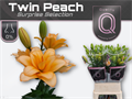 Лилия-Lilium-La Du Twin Peach 5+-100cm 5b006162-2eea-11ef-0a80-103c00190d15