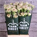 Гвоздика ст-Dianthus st-Mochi-70cm 5b13b7b6-2eea-11ef-0a80-103c00190d18