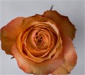 Роза-Rosa-Kahala--60cm-IS 5b1616b4-3a5d-11ed-0a80-0d1d00099a93