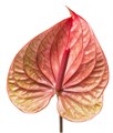 Антуриум-Anthurium-A Tequila-45cm 5b175144-666a-11ee-0a80-038d007aadf9