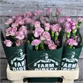 Гвоздика куст-Dianthus tr-Mocha Sweet-60cm 5b2666ef-2eea-11ef-0a80-103c00190d1e