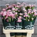 Гвоздика куст-Dianthus Tr-Skyline-60cm 5b2a8766-2eea-11ef-0a80-103c00190d21