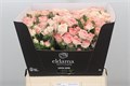 Роза куст-Rosa tr-Fair Flow-50cm 5b349bf2-bfa5-11ec-0a80-0b4c0007d855