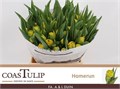 Тюльпан-Tulip-Du Homerun-38cm-40gr 09ffed83-d735-11ef-0a80-04fd00ce8f32