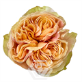 Роза-Rosa-Tip Top-50cm--TA 5b50674e-5e85-11f0-0a80-0de60012e8b5