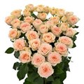 Роза куст-Rosa sp-Sancere-50cm-Si 5b53f7c8-88d7-11ef-0a80-096b000be17f