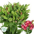 Альстромерия-Alstroemeria-Fl Noa-75cm 5b57dfc9-2eea-11ef-0a80-103c00190d42