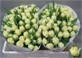 Тюльпан-Tulip-Du Piste Creme-35cm-29gr 5b5cd402-c888-11ed-0a80-11890004b151