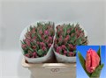 Тюльпан-Tulip-Pa Marvel Parrot-38cm-30gr 5b63e76a-c888-11ed-0a80-11890004b154