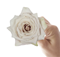 Роза-Rosa-Quicksand-50cm-AG 5b64608c-0211-11ef-0a80-0e55000875fa