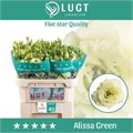Лизиантус G-Lisianthus G-Alissa Green-/72cm 5b695a73-0e8b-11ee-0a80-048f0048733d