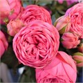 Садовая Роза-Garden Rosa-Pink Piano-60cm-Af 0a047218-bfa7-11ec-0a80-0b4c00093c5b