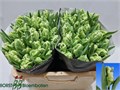Тюльпан-Tulip-Pa Super Parrot-36cm-34gr 5b6bd47d-c888-11ed-0a80-11890004b157