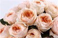 Роза-Rosa-Julietta-53cm-Ti 5b6e70f5-abe2-11ee-0a80-003800585b24