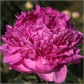 Пион-Paeonia-Glory Hallelujah-55cm 5b705d80-2eea-11ef-0a80-103c00190d49