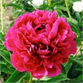 Пион-Paeonia-Paul M. Wild-55cm 5b753599-2eea-11ef-0a80-103c00190d4c