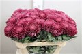 Хризантема одн-Chrysant Gr-Bigoudi Purple-75cm 0a05807d-bfa6-11ec-0a80-0b4c00086c6a