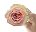 Роза-Rosa-Sweet Elegance-50cm-AG 5ba58f54-bfa9-11ec-0a80-0b4c000b997e