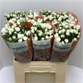 Роза куст-Rosa tr-Jeanine-50cm 5bac1dc4-bfa5-11ec-0a80-0b4c0007d8d3