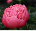Пион-Paeonia-Coral Pink Hawwaiian-PN 5bcded8e-709d-11ee-0a80-0c4c0048ab28