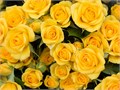 Роза куст-Rosa sp-Yellow Babe-50cm-Ge 5bd30a63-c970-11ed-0a80-0bc5000f3918