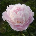 Пион-Paeonia-Alertie-PN 5bdcee08-709d-11ee-0a80-0c4c0048ab2b
