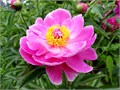 Пион-Paeonia-Auguste dessert-PN 5be1f0e5-709d-11ee-0a80-0c4c0048ab2e