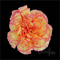 Гвоздика SE-Dianthus SE-Sunny Komachii-FC 0a068680-a2fa-11ed-0a80-0702002bb0c9