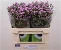 Астра-Aster-Ov-70cm-20gr 5bf02940-1177-11f0-0a80-0da3000f9783